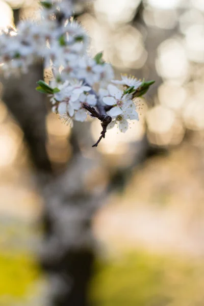 Весеннее дерево с белыми цветами и зеленым листом — стоковое фото