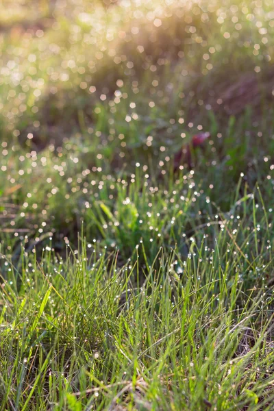 Árvore de primavera com flores brancas e folha verde — Fotografia de Stock