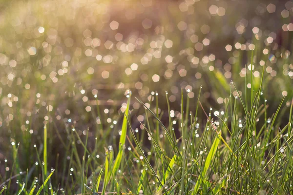 Zonlicht en heldere dauw op groen gras — Stockfoto