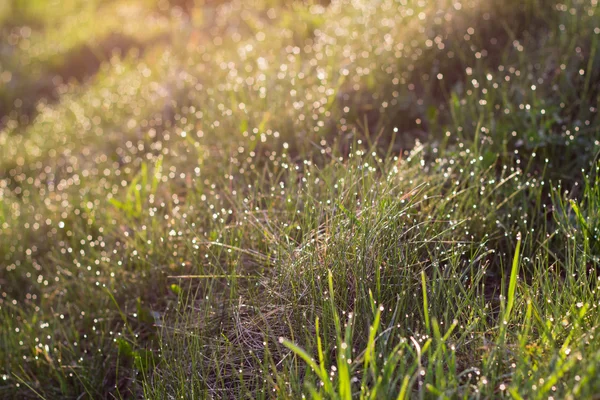 Luz solar y rocío brillante sobre hierba verde — Foto de Stock