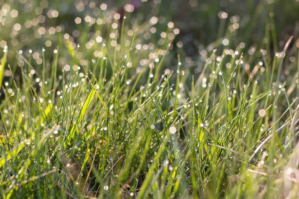 Luz solar y rocío brillante sobre hierba verde — Foto de Stock