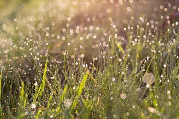 Sunlight and bright dew on green grass — Stock Photo, Image