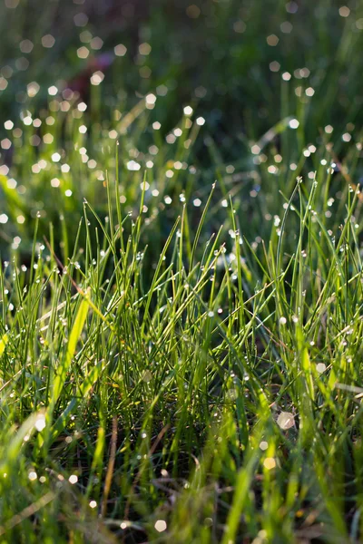 Sunlight and bright dew on green grass — Stock Photo, Image