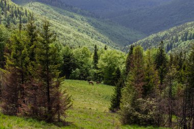 Beyaz bulutların üstünde mavi gökyüzü manzara ile yeşil yaz dağlarda yolu
