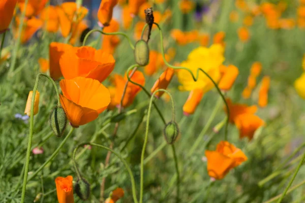 緑の草に明るいオレンジ色の花 — ストック写真