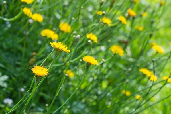 Flores de diente de león amarillo brillante — Foto de Stock