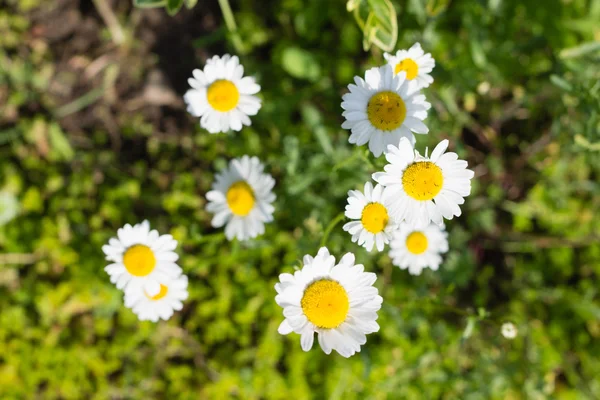 Colorful flower in green grass — Stock Photo, Image