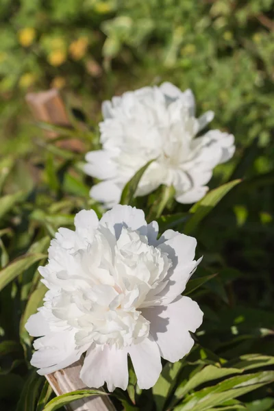 Flor branca na grama verde — Fotografia de Stock