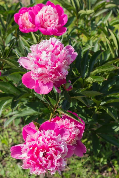 Flores rosa coloridas — Fotografia de Stock