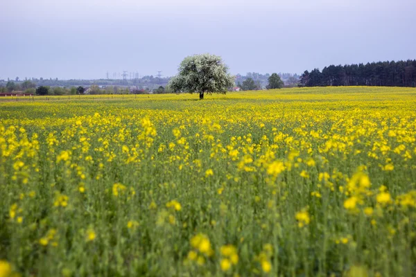 緑の草に花が咲く木 — ストック写真