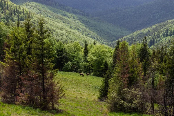 Camino en verdes montañas de verano con nubes blancas en el paisaje del cielo azul — Foto de Stock