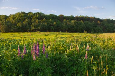 Günbatımı yaz alanında çimen ışık