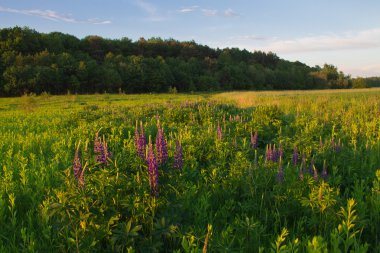 Günbatımı yaz alanında çimen ışık