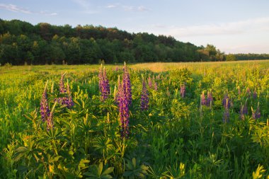 Günbatımı yaz alanında çimen ışık