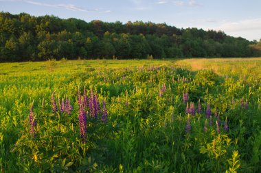Günbatımı yaz alanında çimen ışık