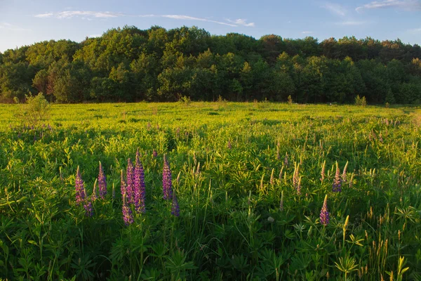 Günbatımı yaz alanında çimen ışık