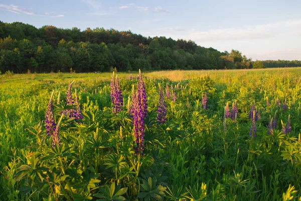Günbatımı yaz alanında çimen ışık