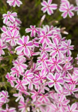 Yaz bahçesinde yeşil çimen çiçek