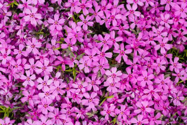 Yaz bahçesinde yeşil çimen çiçek