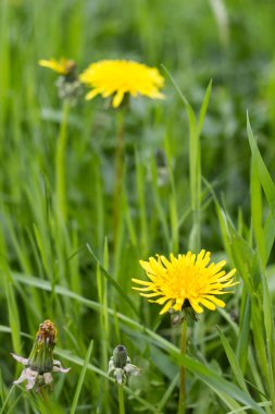 karahindiba çiçeklenir sarı yaz bahçesinde yeşil çimen
