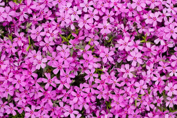 Flores en hierba verde en el jardín de verano —  Fotos de Stock