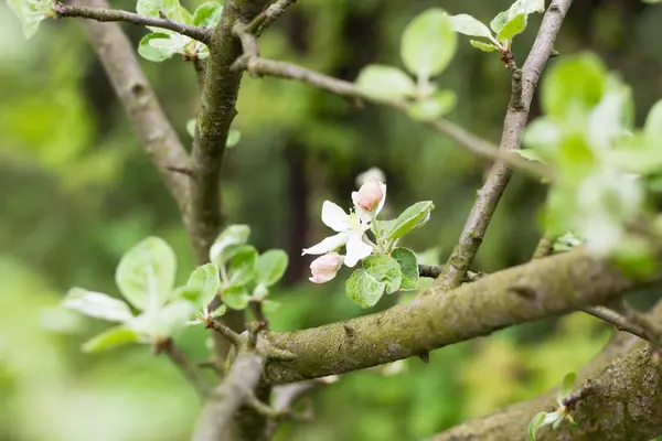 Colorful flowers on branch of apple tree in green garden — Stock Photo, Image