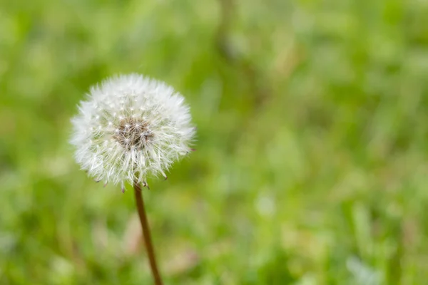 Flores brancas de dente-de-leão na grama verde no jardim de verão — Fotografia de Stock