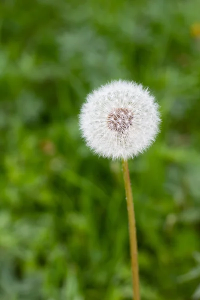 夏の庭で緑の草に白いタンポポの花 — ストック写真