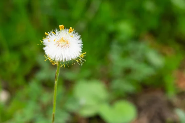 Flores brancas de dente-de-leão na grama verde no jardim de verão — Fotografia de Stock