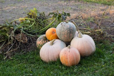 sonbahar bahçe kabak