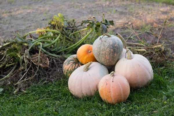 Pumpkin in autumn garden — Stock Photo, Image