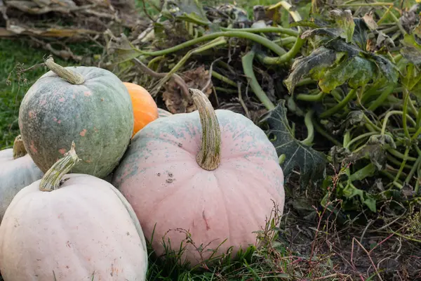 Calabaza en el jardín de otoño —  Fotos de Stock