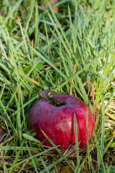 Red apple on green grass — Stock Photo, Image