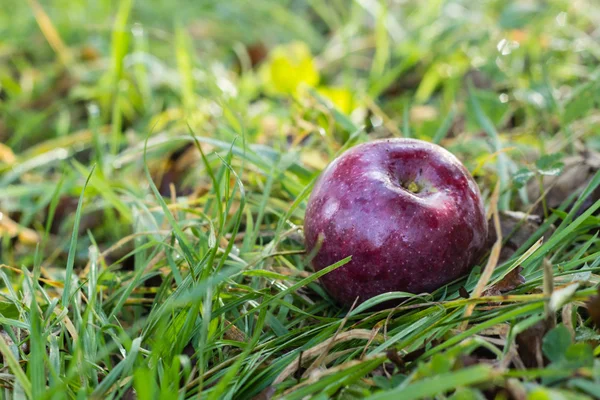 Červené jablko na zelené trávě — Stock fotografie