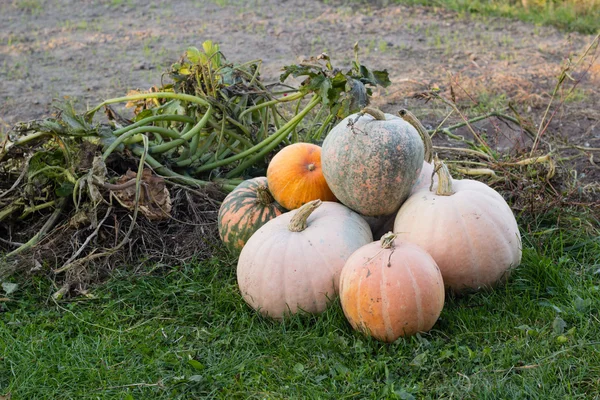 Pumpkins in autumn garden — Stock Photo, Image