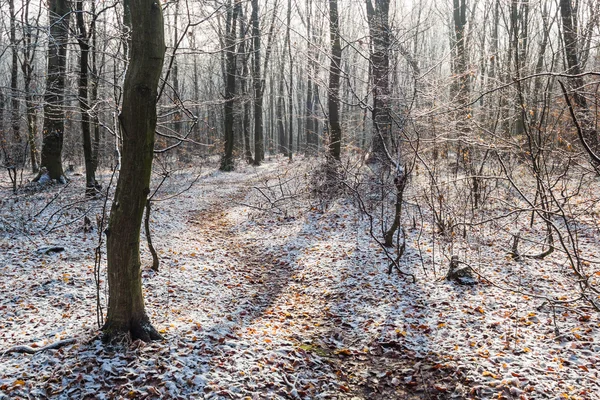 Pad in witte sneeuw door winter bos — Stockfoto