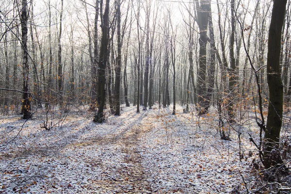 Тропа в белом снегу через зимний лес — стоковое фото