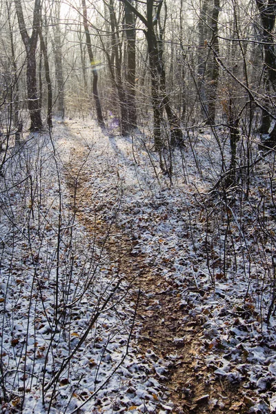 Camino en nieve blanca a través del bosque de invierno — Foto de Stock