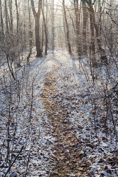 Caminho na neve branca através da floresta de inverno — Fotografia de Stock