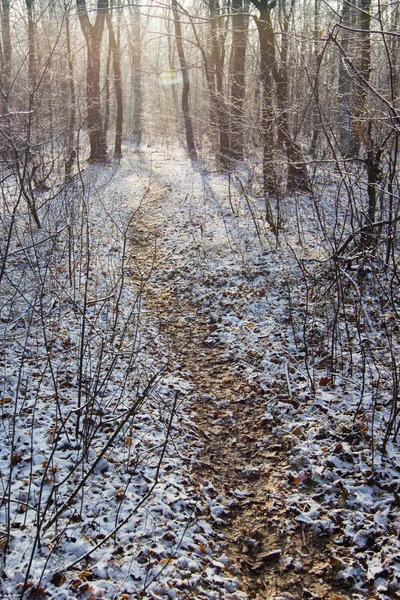Тропа в белом снегу через зимний лес — стоковое фото