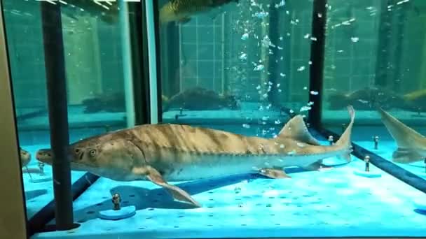 Esturjão nadando em um grande aquário. — Vídeo de Stock