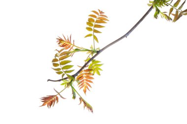 Twig-of-sumac-with-young-spring-leaves-isolated-on-white clipart