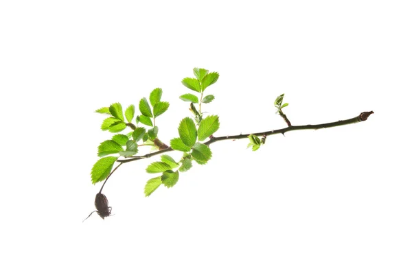 Spring-Twig-of-Rose-with-a-Dry-Fruit-Isolated-on-White — Stockfoto
