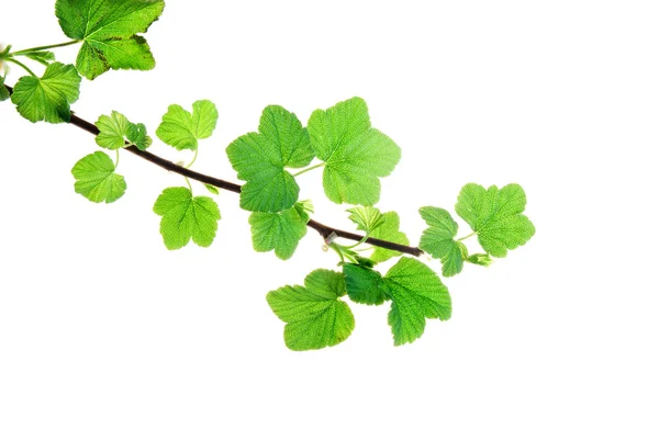 Rama de grosella con hojas jóvenes de primavera aisladas sobre blanco — Foto de Stock