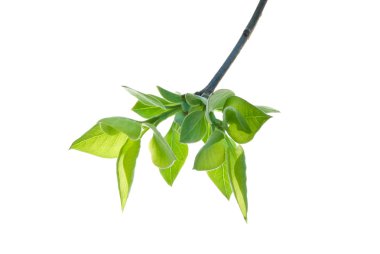First-Green-Leaves-on-a-Twig-of-Lilac-isolated-on-White
