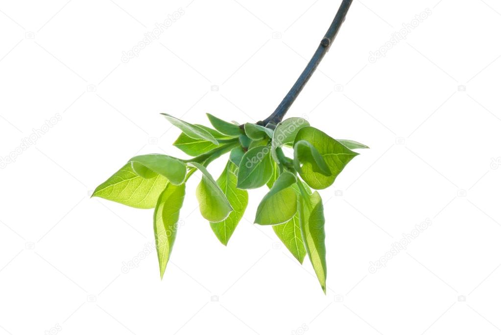 First-green-leaves-on-a-twig-of-lilac-isolated-on-white