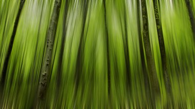 Soyut Hareket Bulanıklığı yeşil bir ormandaki ağaçlar, bahar zaman,