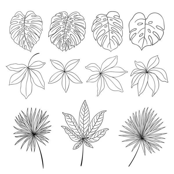 Insamling Exotiska Linjeväxter — Stock vektor