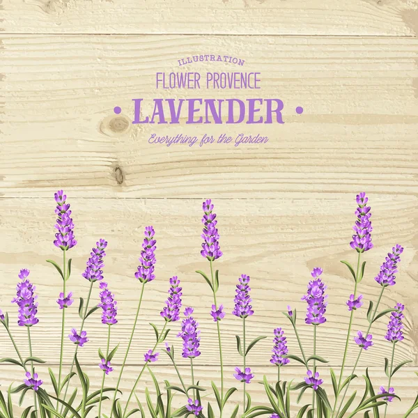 El ramo de lavanda . — Vector de stock