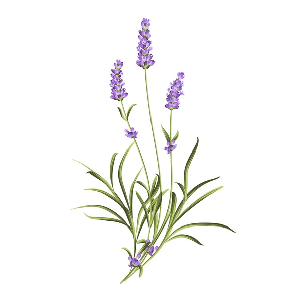 Ensemble d'éléments de fleurs de lavande — Image vectorielle